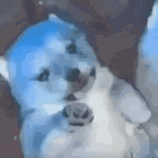 A GIF of a blue puppy being fed milk. The milk bottle opens up, spilling milk all over the puppy.